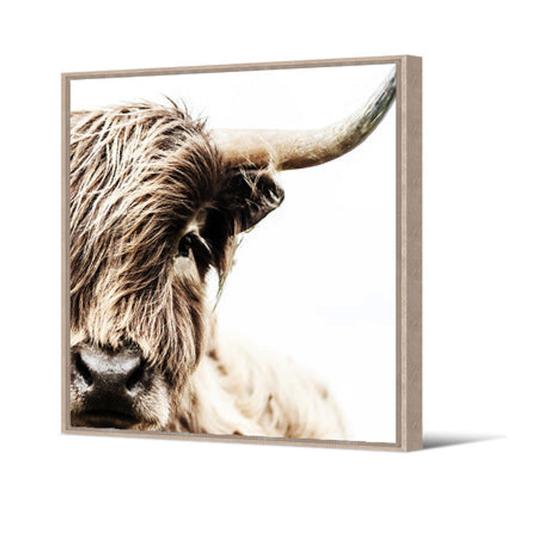 Toile AC cadre naturel - 80x80 - Vache Highland - Pôdevache