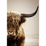Toile AC cadre noir - 65x92,5 - Vache Highland - Pôdevache