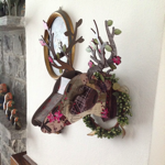 Miniature Trophy deer - Bonzaï