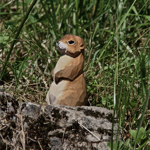 Petite marmotte en bois sculpté