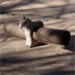 Rond de serviette ane en bois sculpté