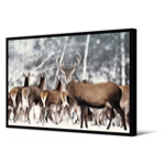 Toile AC cadre noir - 65x92,5 - Sitka - Pdevache