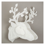 Trophy deer - Coconut