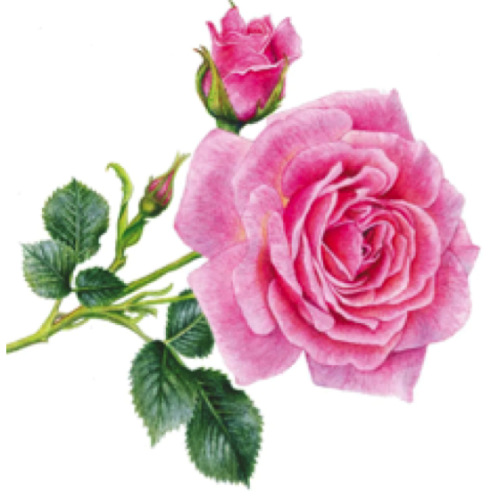 20 serviettes en papier Rosedal 33x33 cm 