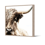 Toile AC cadre naturel - 80x80 - Vache Highland - Pôdevache