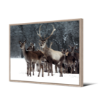 Toile naturel cerf Douglas 65x92,5 TOIR27462 