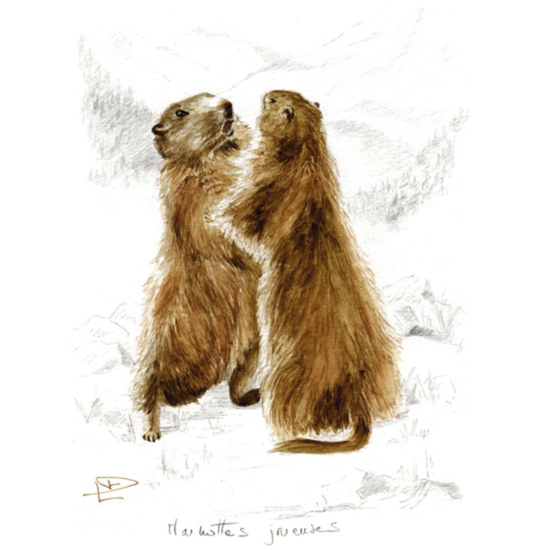 DF072 Toile sur châssis 38x55 cm Marmottes Joueuses 