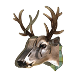 Trophy deer - King deer