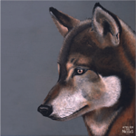 Tableau 60x60 suédine - Loup