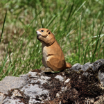La marmotte qui grignote en bois sculpté 6x8x15cm