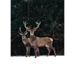 Toile AC cadre noir - 65x92,5 - Duo cerfs - Pdevache